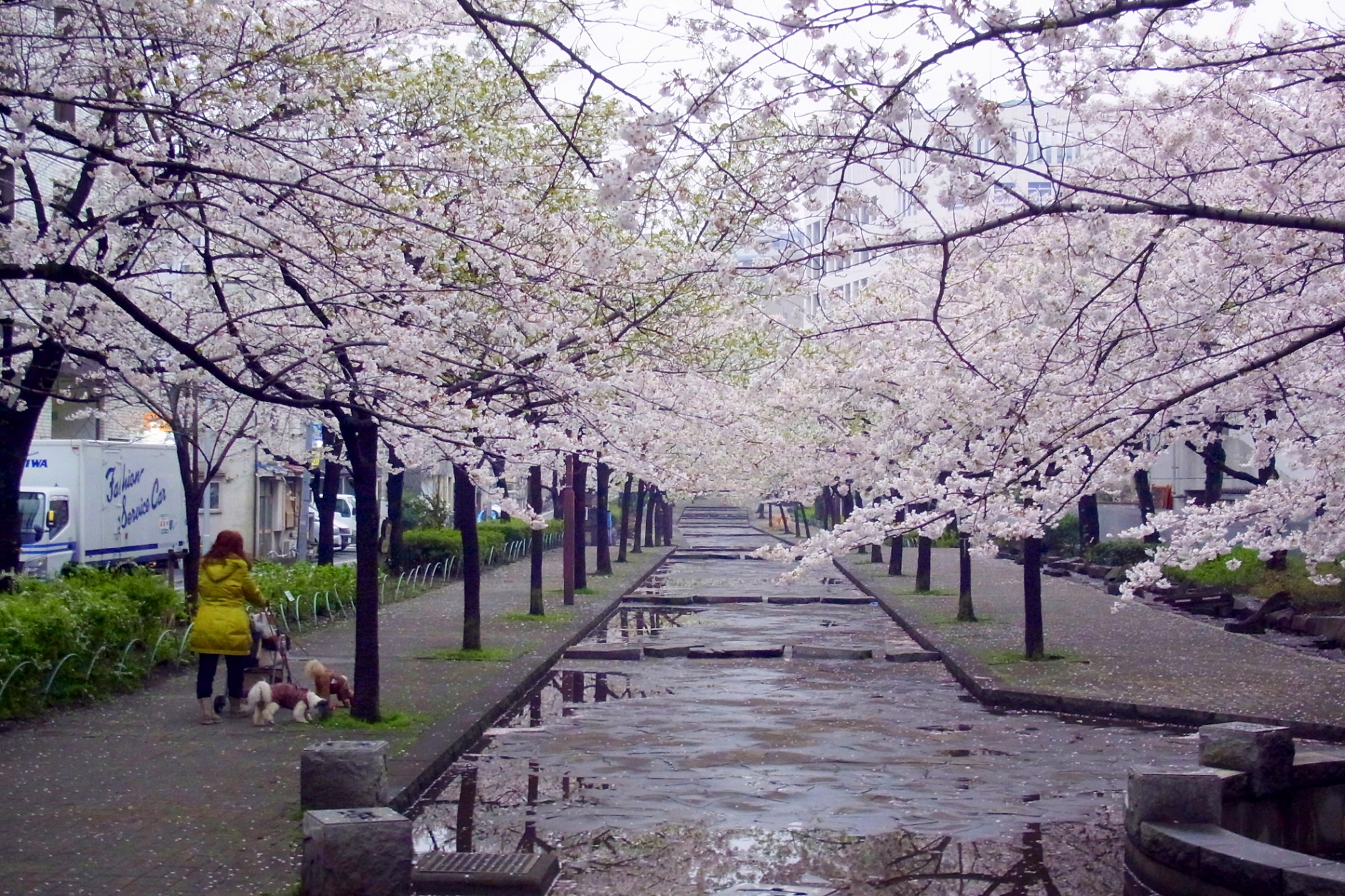 山谷堀は桜満開 旅の途中